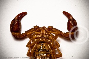 Scorpion macro photography