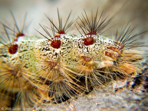 Fall webworm - macro photography