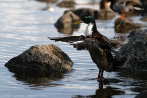 duck shower - wildlife photography