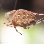 Araneus diadematus - cross spider - macro photography