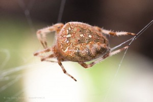 Araneus diadematus - cross spider - macro photography