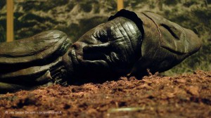 The tollund man