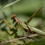 Mantis religiosa macro photography