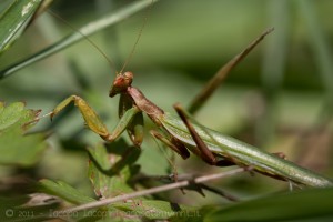 Mantis religiosa macro photography